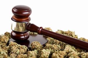 Gavel surrounded by marijuana